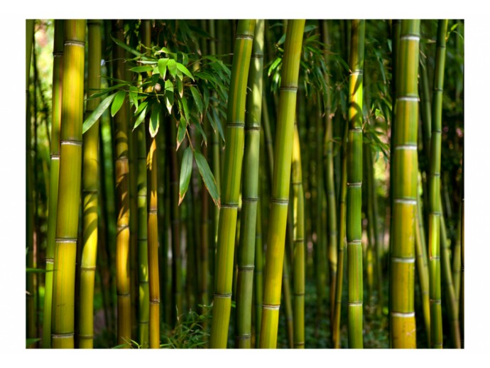 Fototapete - Asiatischer Bambuswald